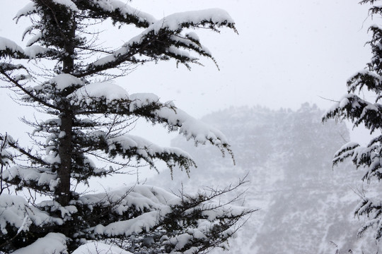 雪压青松