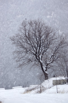 一棵树 雪