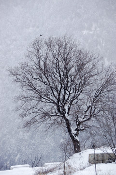 一棵树 雪