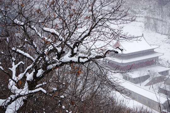 玉树 银装 寺院