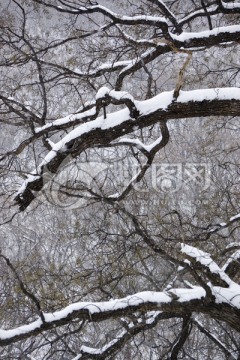雪中树枝