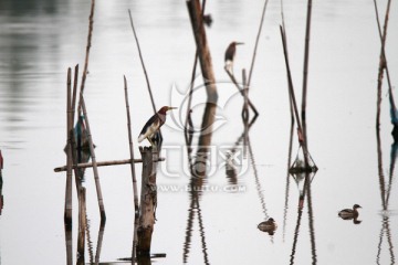 湿地公园 鹭鸟