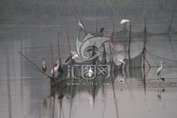 湿地公园 鹭鸟 渔网