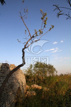 砖桥 小树 蓝天
