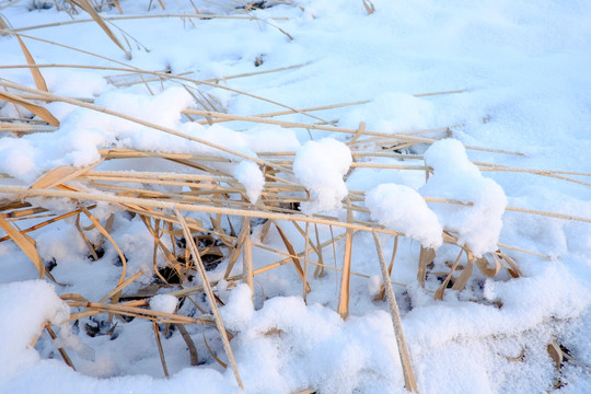 冬雪