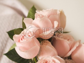 温馨玫瑰