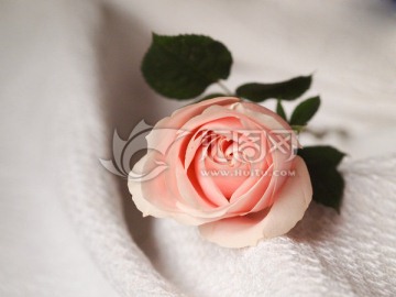 一朵玫瑰花 爱情