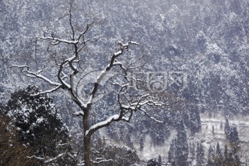 雪中树枝