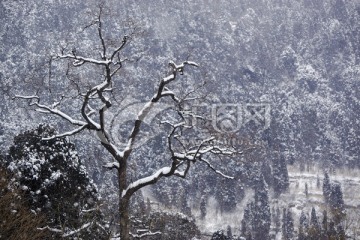 雪中树枝