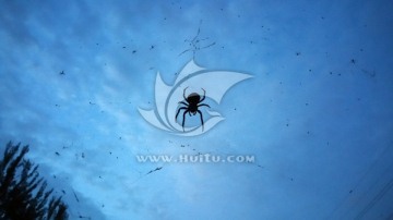 天空下的蜘蛛剪影