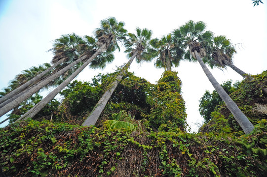 一排高大的棕榈树
