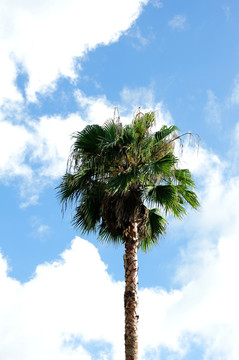 蓝天白云棕榈树