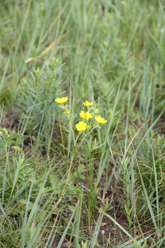 草原小黄花