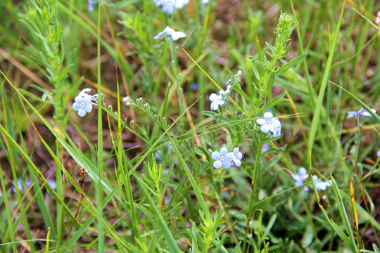 草原小蓝花