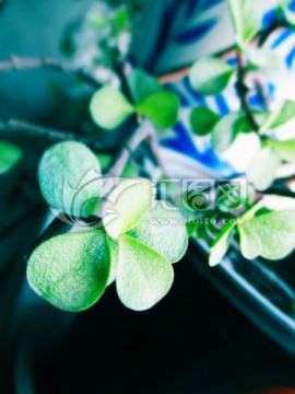 厚叶片近拍 绿叶近拍特写
