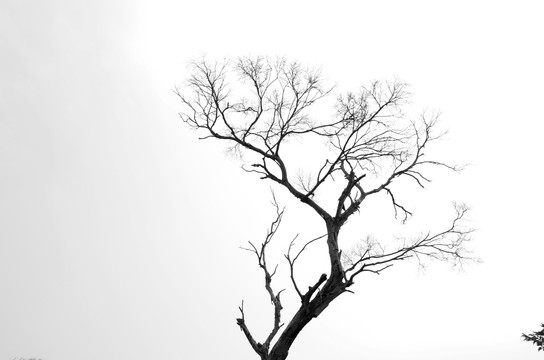 黑白艺术 树