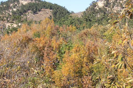 山上植物