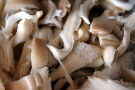 食材 蘑菇 美食