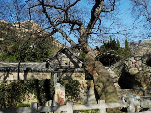 青岛崂山太清宫逢仙桥龙头榆