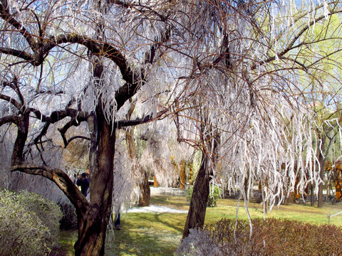 公园树木冰挂