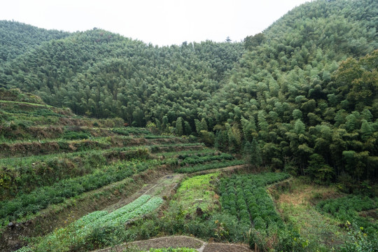 黟县木坑竹海