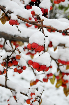 海棠与雪 神清气爽