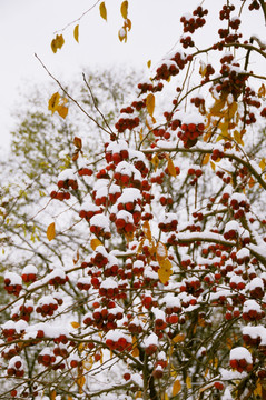 海棠树 大雪