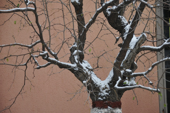 百年枣树与雪