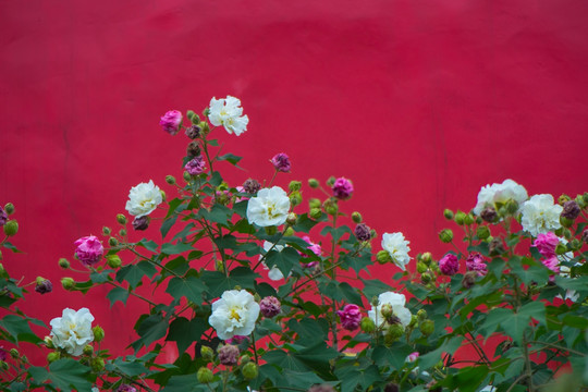 红墙绿树芙蓉花