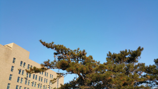 蓝天下的建筑和松树