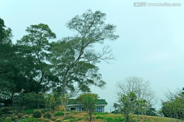 胡里山炮台 树