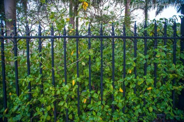 厦门大学铁栏杆围墙和藤蔓