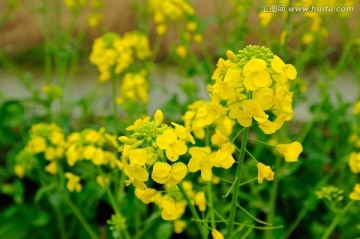 油菜花特写