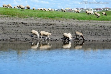 羊群和饮水的羊
