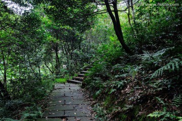 林间小路