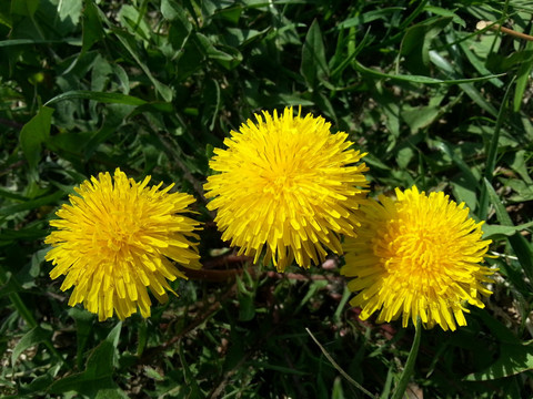 蒲公英花