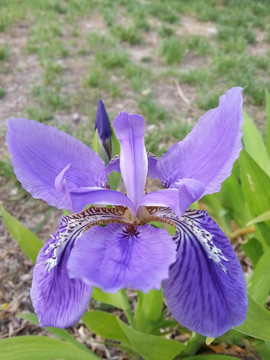 马兰花