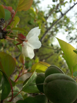 杏与花同在