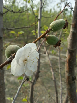 杏与花同在