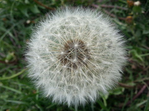 蒲公英