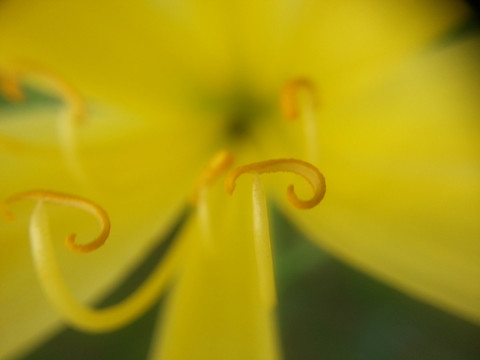 黄色花蕊
