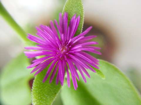 紫色小花