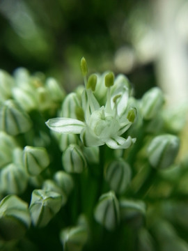 小葱开花