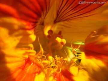 黄色花蕊