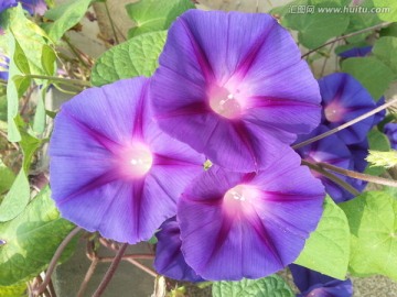 牵牛花