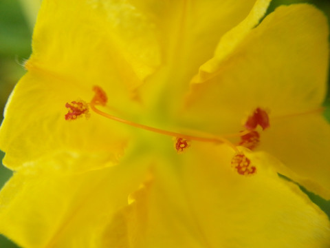 黄色花蕊