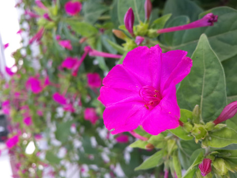 地雷花