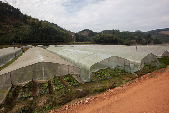 大棚蔬菜种植基地