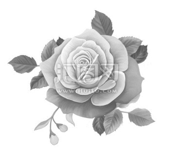 灰色玫瑰花