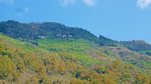 青林自然村 冬景 青冈林